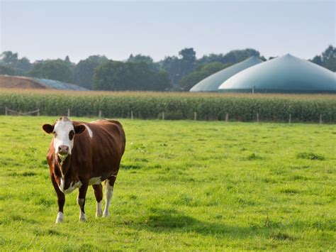 Cow Biogas Plantjpeg Société France Irlande