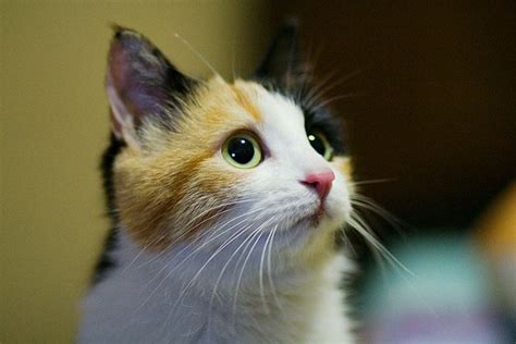 Baby The Lovely Calico Kitty Love Meow