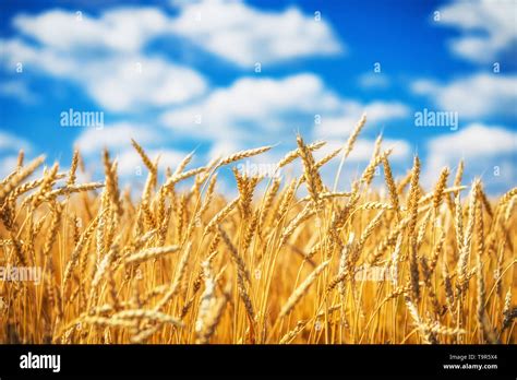 Golden Wheat Field Over Blue Sky At Sunny Day Stock Photo Alamy