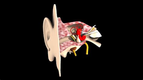 Memahami Anatomi Telinga Bagian Dalam Beserta Fungsinya