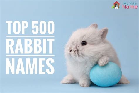 Top 500 Rabbit Names Best Famous And Cute My Pets Name Rabbit
