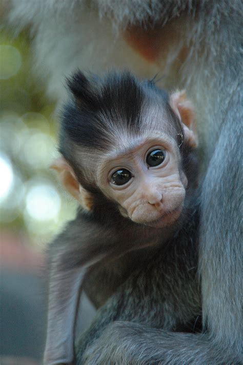 File:Monkey baby 2.jpg - Wikipedia