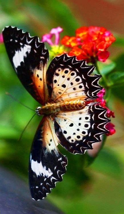 Gorgeous Butterfly ~ Stunning Nature