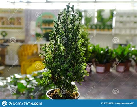 Evergreen Plants Chamaecyparis Cypress Trees In Pots On The Shelve At