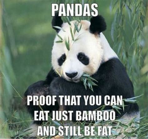 Quotes About Pandas 42 Quotes