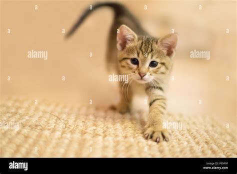 Cute Kitten With Big Large Eyes Approaching Closer With Paw Nails On