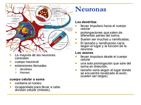 Estructura De La Neurona