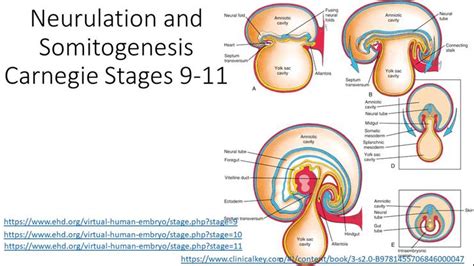 Bios Stage Neurulation And Somitogenesis