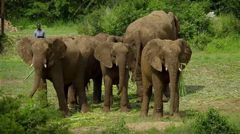 Mystery Of Elephant Infrasounds Revealed Animal Super Senses Bbc
