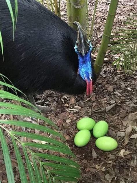 The Cassowary Bird Is The Third Longest And Heaviest Living Bird And During Its Breeding Season