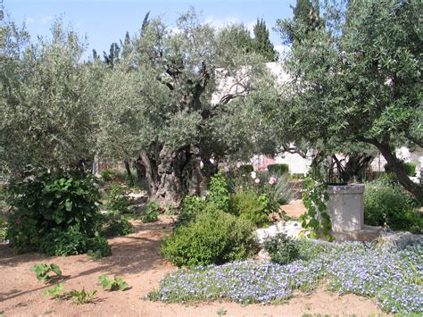 It is a place of great resonance in christianity. Der Garten Gethsemane - Jerusalem, Bilderserie, Fotos ...