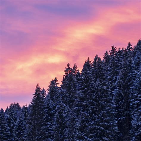 Snow Covered Wallpaper 4k Tall Trees Sunset Afterglow Winter