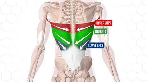 2 Must Do Lats Exercises For A Wider Back Based On Science