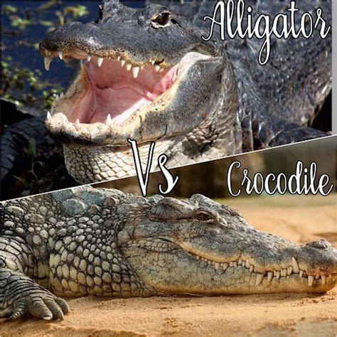 Alligator Vs Crocodile Interesting Similarities And Differences