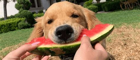 Can Dogs Eat Watermelon Pet Better With Pet Circle