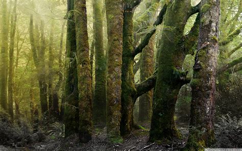 Old Forest Covered In Moss 4k Hd Desktop Wallpaper For 4k