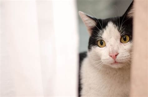 Recognizing The Signs Of Depression In Cats How To Know If Your Cat Is