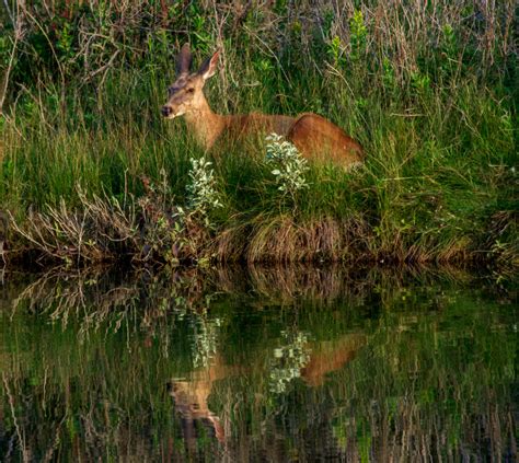 Mule Deer A Mule Deer Rests On The Banks Of A Pond At The Flickr