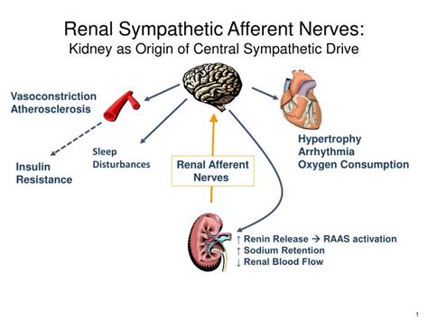 Ppt Renal Sympathetic Afferent Nerves Kidney As Origin Of Central