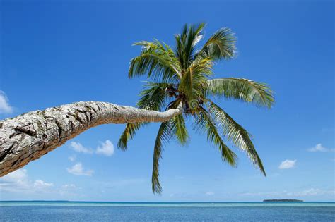 Maybe you would like to learn more about one of these? Leaning Palm Tree At Makaha`a Island Near Tongatapu Island In To Stock Image - Image of makahaa ...