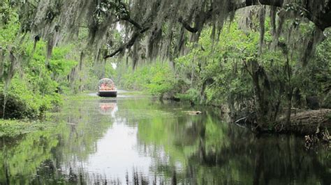 Swamp And Gator Tour In Louisiana Airboat Adventures Ed Bierman