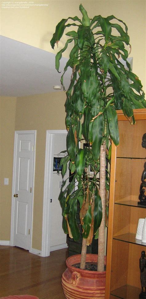Indoor Gardening And Houseplants Help With Corn Plant Dracaena