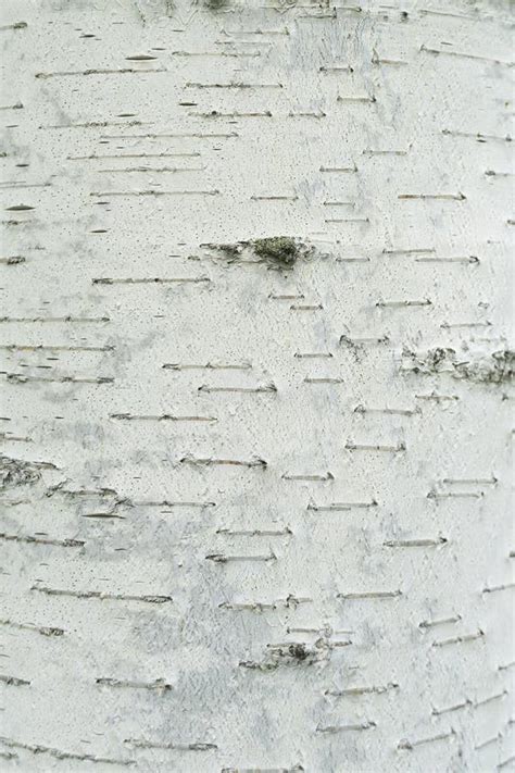 Texture Of Natural Birch Bark White Birch Tree With Black Stripes