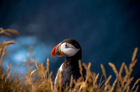Puffin Photograph By Chris Zielecki National Geographic Your Shot