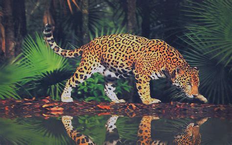 Big Cats Jaguars Animals Wallpapers Hd Desktop And Mobile Backgrounds