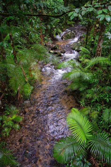 Mossman Gorge Stream In Queensland Australia During The Rainy Season Stock Image Image Of