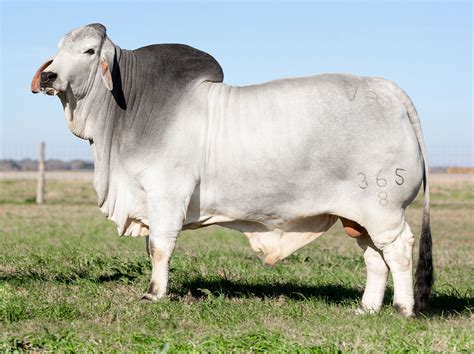 Mr V8 3658 Tank Brahman Bull V8 Ranch