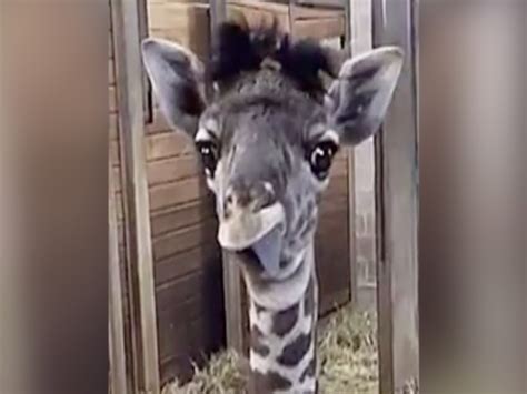 Funny Baby Giraffe At Kansas City Zoo Sticks Out Tongue Abc15 Arizona