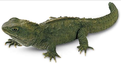 Haiwan vertebrata adalah kumpulan ﻿haiwan yang mempunyai tulang belakang. Mengenal Hewan Reptil, Ciri-Ciri dan Jenisnya Berdasarkan ...