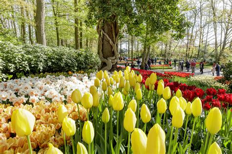 Musement Helps You Find The Best Tours And Tickets For Keukenhof In