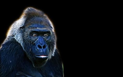 Fractalius Gorillas Wallpapers Hd Desktop And Mobile Backgrounds