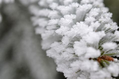 Free Images Tree Nature Branch Blossom Snow Cold Winter Fog