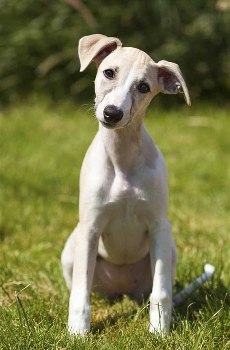 A Guide To Whippet Temperament What Are Whippets Really Like Artofit
