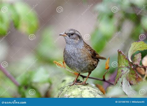 Dunnock Or Hedge Sparrow Stock Image Image Of Hedge 32108705