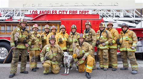 Top Fire Dog Contest The Relief