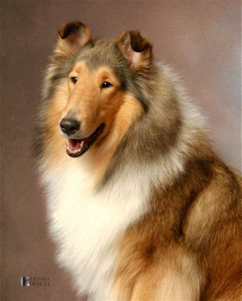 Portrait Of A Handsome Sable And White Rough Collie Collie Collie