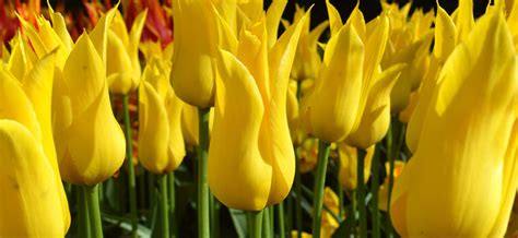 Tulipanes Amarillos 【fotos De 10 Tulipanes Amarillos Más Bonitos】