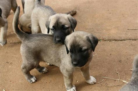 Has anyone here owned a turkish kangal, or have experience with one. Turkish kangal Puppies | Bilder