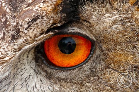 European Eagle Owl Eye Macro Birds Wildlife Photography By Martin