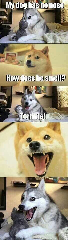 Punny dogs | LOL | Dog jokes, Animal jokes, Funny dog memes