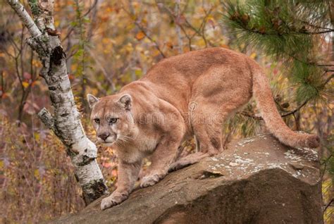 Adult Male Cougar Puma Concolor Ready To Pounce Stock Image Image
