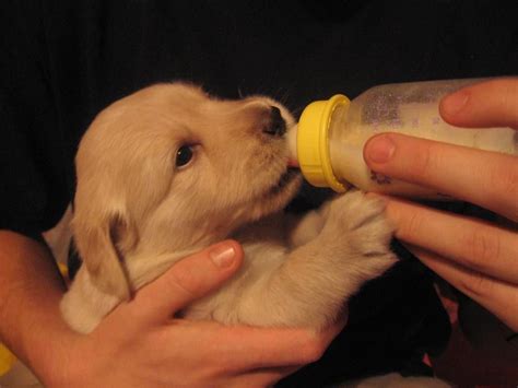 I Want To Bottle Feed A Puppy Animals Cute Puppies Cute Puppy Pictures