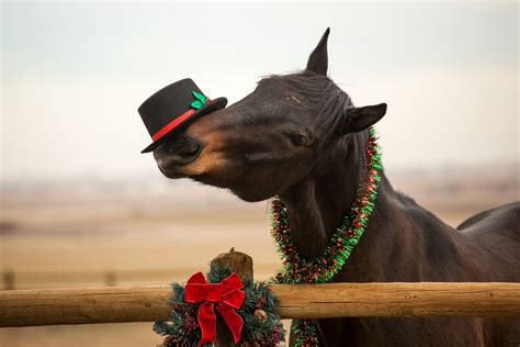 Christmas Horse Photos Christmas Horses Horse Photos Horses