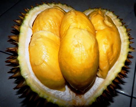 Demikianlah tips sukses dalam budidaya durian musang king. Jual bibit tanaman buah durian musang king di lapak benih ...
