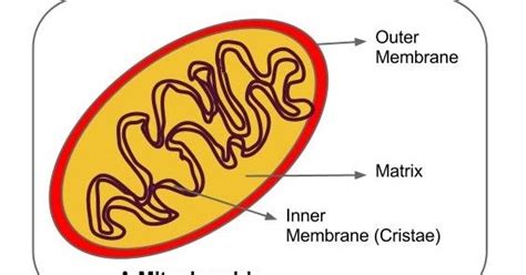 Atp is the chemical energy of the cell that powers all the metabolic activities of the cell. B for Biology: Mitochondria - Power house of the Cell