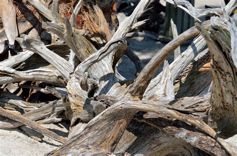 Driftwood Free Stock Photo Public Domain Pictures